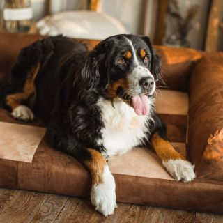 Naše oblíbené ortopedické matrace s opěrkou jsou vhodné velká plemena - opěrku si můžete zvolit z jedné dvou nebo i tří...