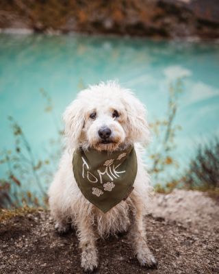 Jaro se nám pomalu blíží.. co takhle pořídit hafanovi originální šátek na výlety? Na přání vyšijeme i jméno nebo cokoliv...